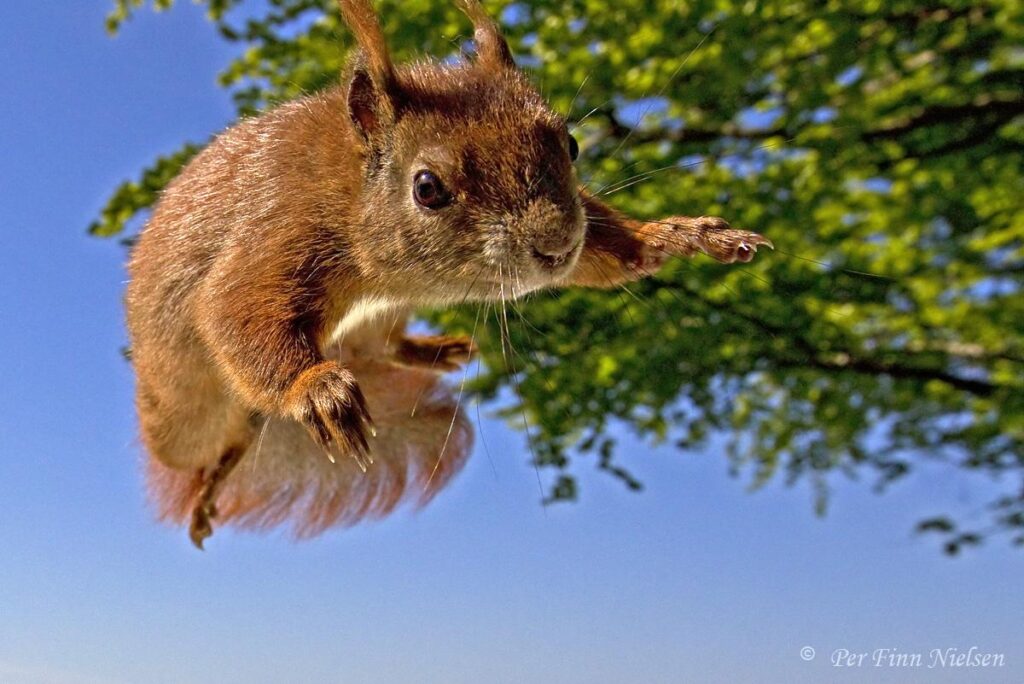 Flyveegern er super søde, når de "flyver".