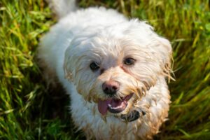 Bichon frise