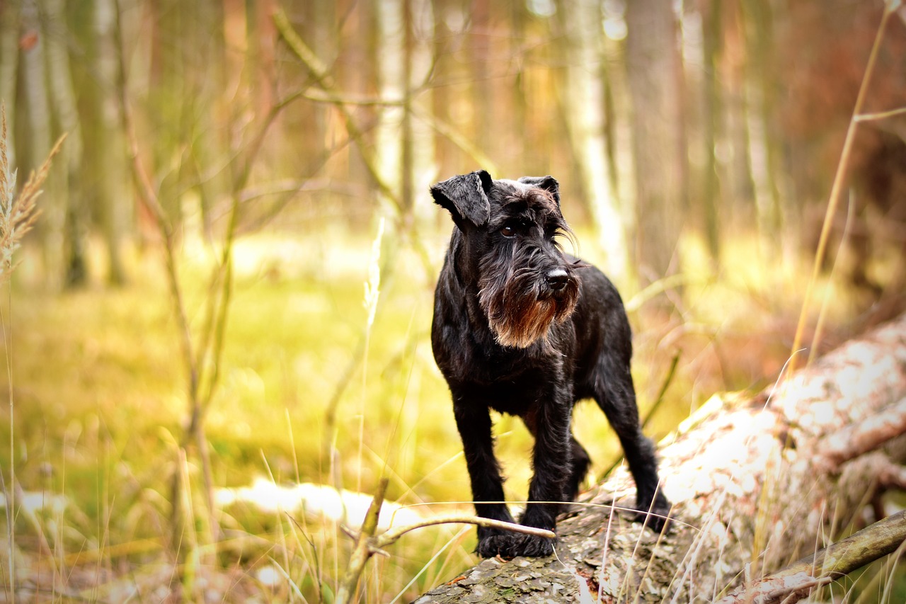 Dværgschnauzer
