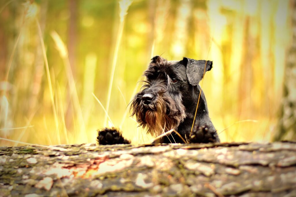 Dværgschnauzer