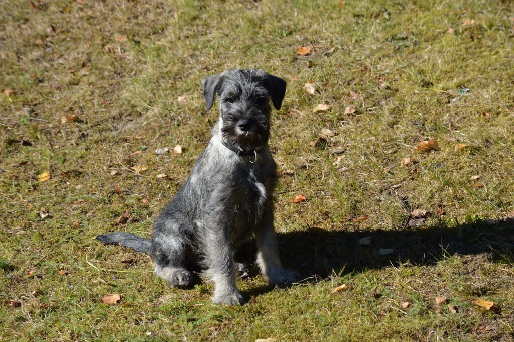 Dværgschnauzer