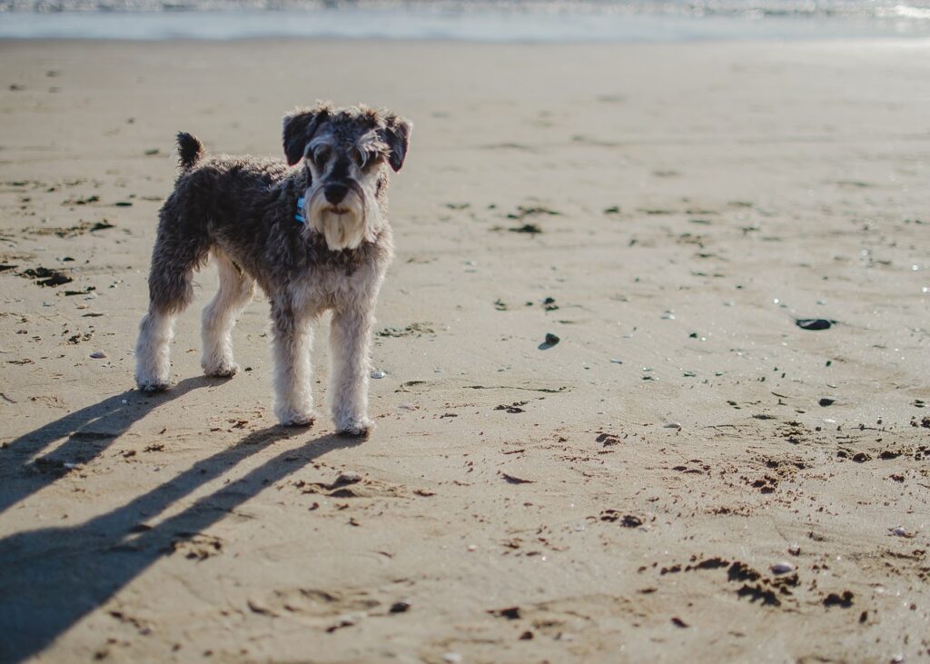 Dværgschnauzer