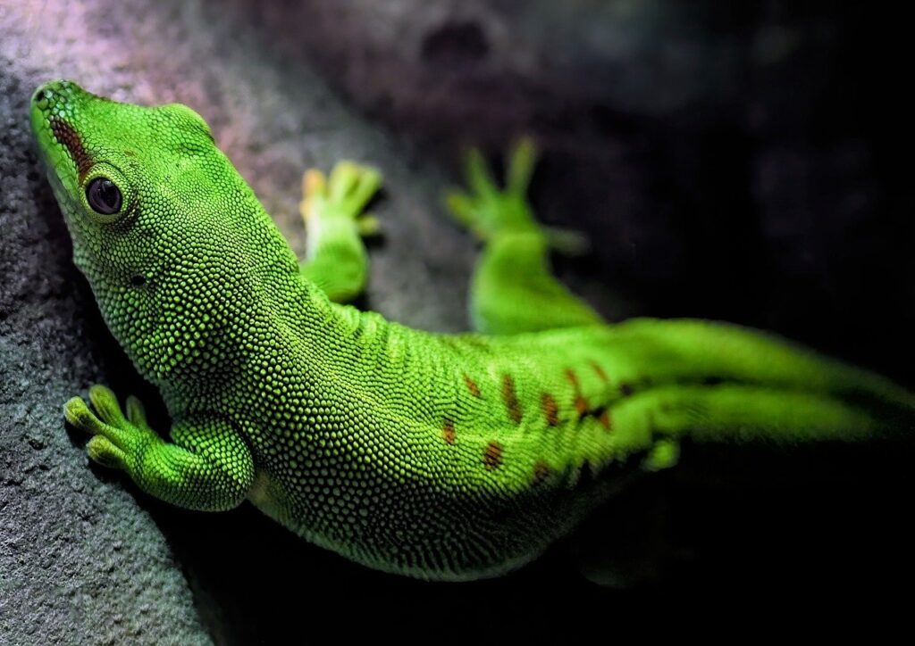 Gekko