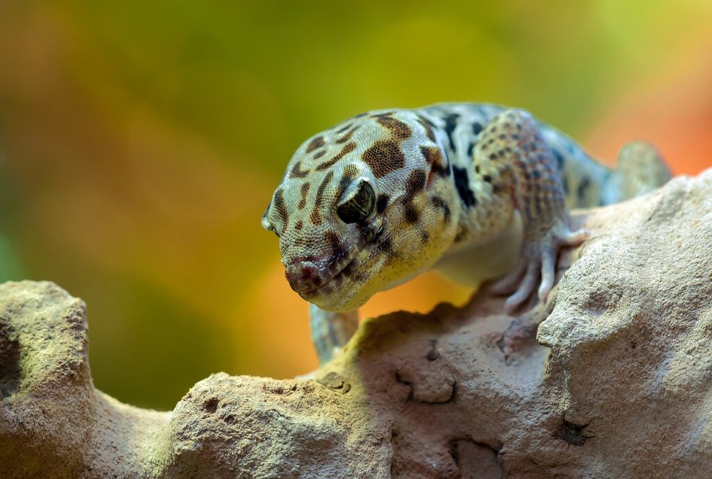 Gekko