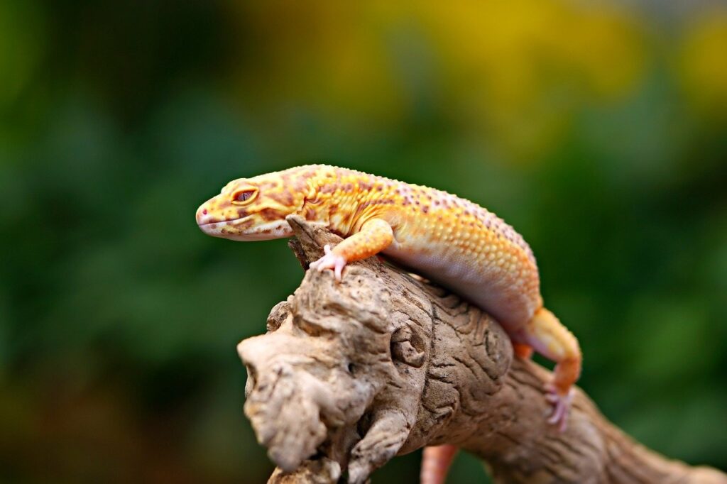 Gekko