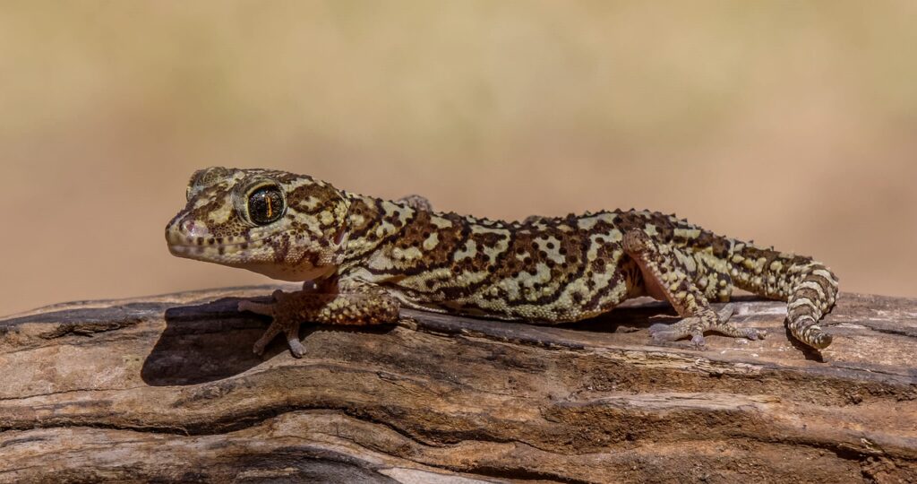 Gekko