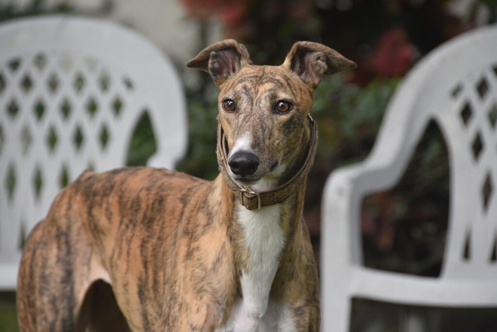 Greyhound