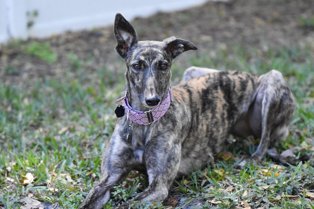 Greyhound