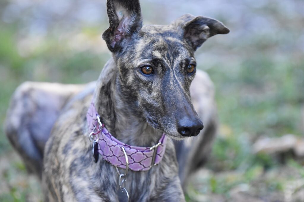 Greyhound