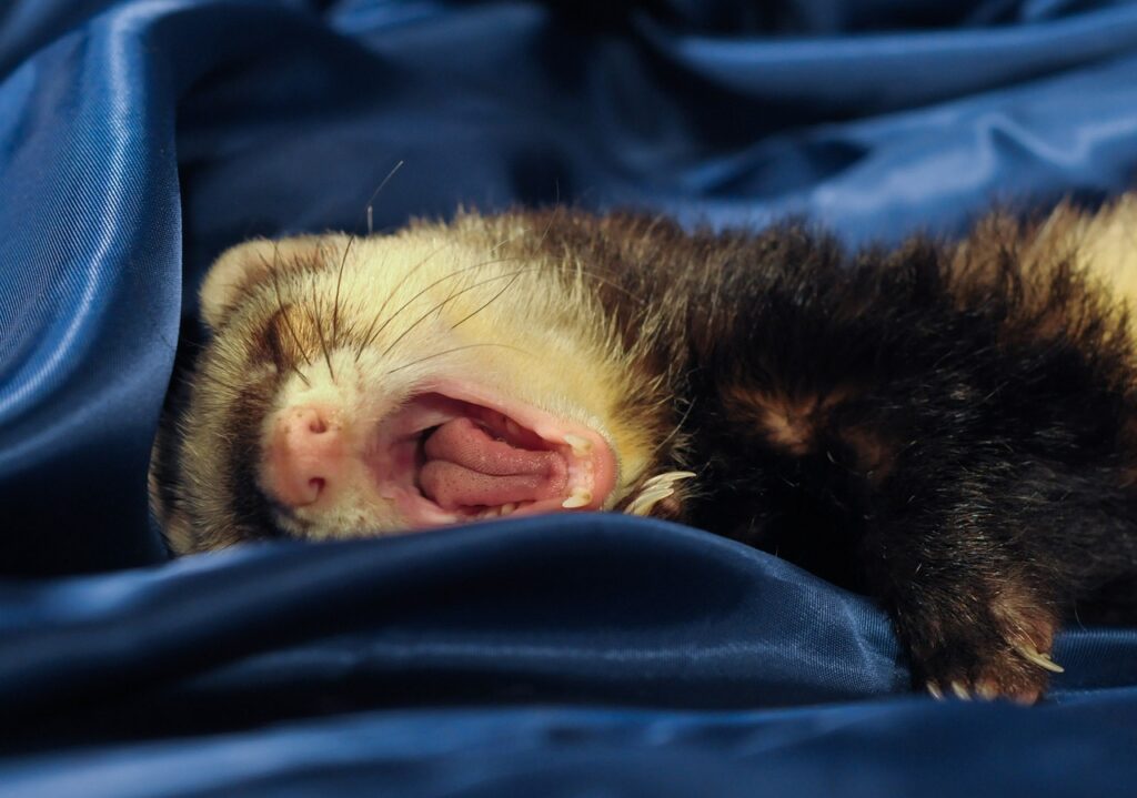 Ilder