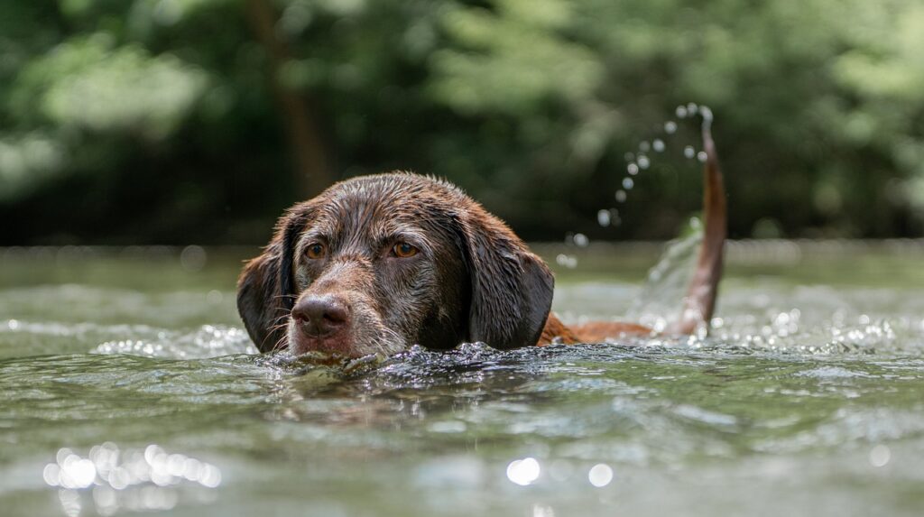 Labrador Retriever