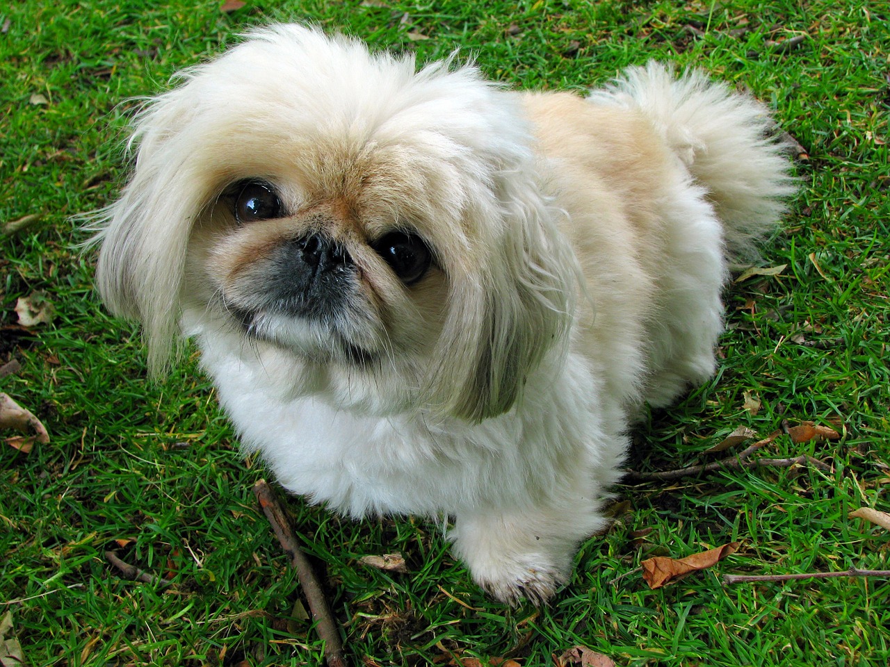 Pekingeser