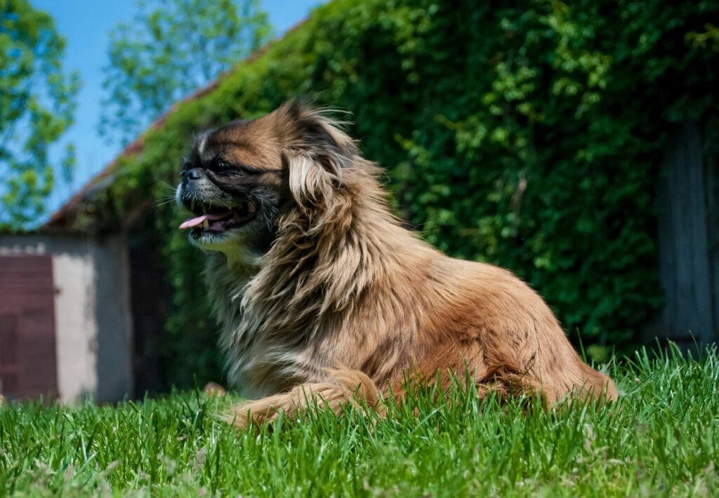 Pekingeser