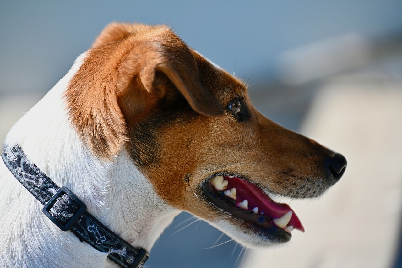 jack russell terrier