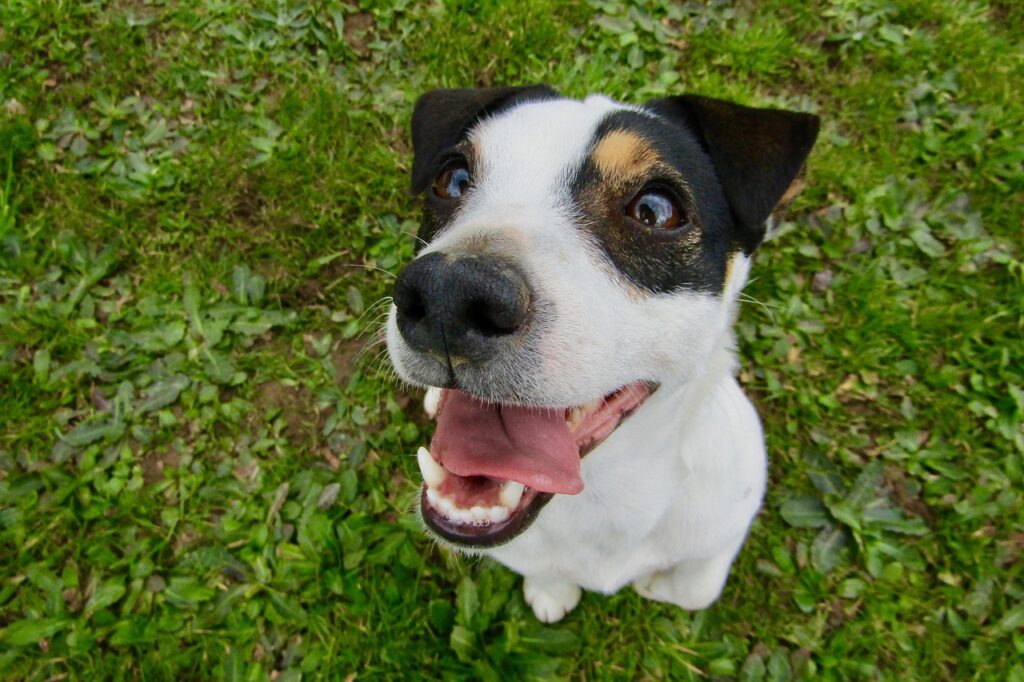 jack russell terrier
