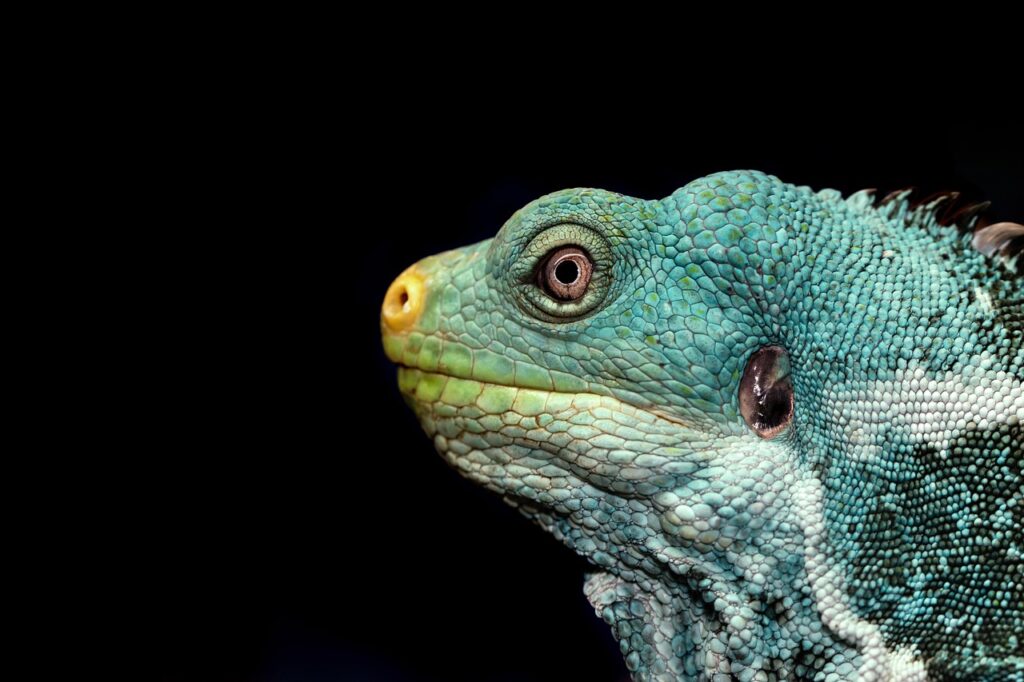 Leguan i naturen.