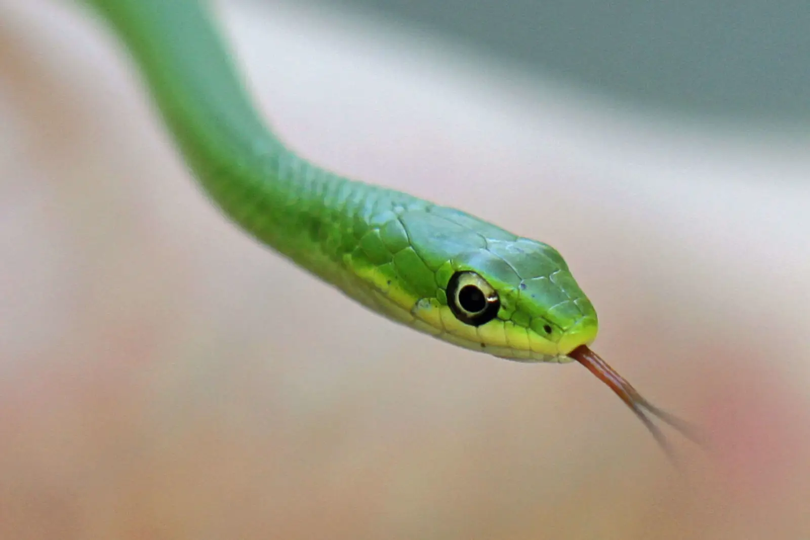 Grøn Snog (Opheodrys aestivus) - Kæledyrguiden