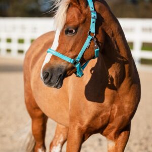 HorseGuard Malva Grime - Aruba Blue - XFULL