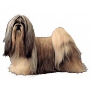 Klisterm�rke, Shih Tzu, Large