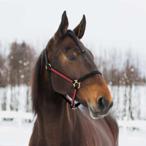 Finntack Pro Yankee grime - Pony - Sort/r�d