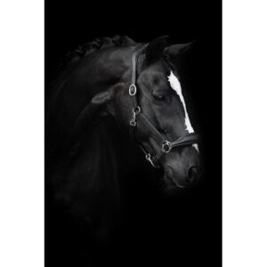 K�llquist Lippo Basic Grooming l�dergrime