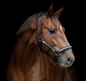 HorseGuard Virna Grime - COB