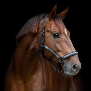 HorseGuard Virna Grime - PONY