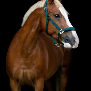 HorseGuard Diya 2.0 Grime - Pondarosa Pine - XFULL