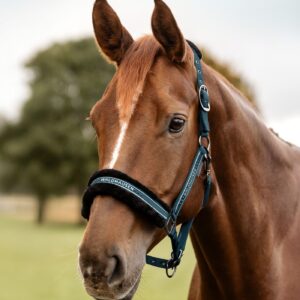 Waldhausen Elegant Grime - Petrol Blue - PONY