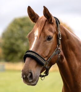 Waldhausen Elegant Grime - Green Brown - PONY