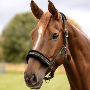 Waldhausen Elegant Grime - Green Brown - COB