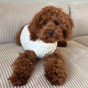Hunde striktr�je - R�hvid - Xl /33-35cm