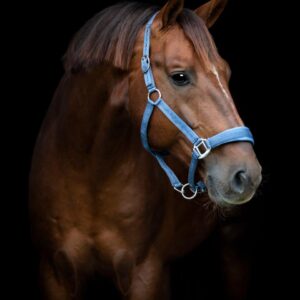 HorseGuard Diya 2.0 Grime - Dutch Blue - FULL