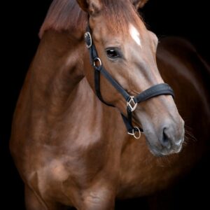 HorseGuard Diya 2.0 Grime, Sort - XFULL