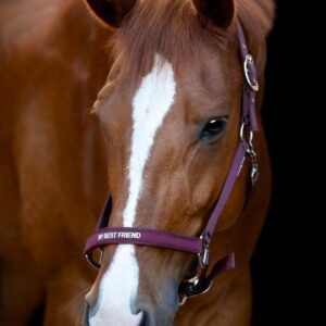 Horseguard Malva Grime - Italian Plum - PONY