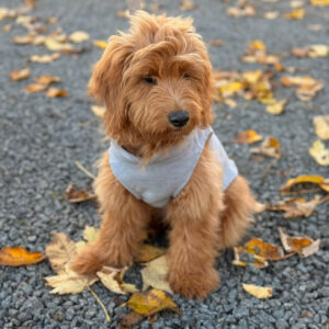 Hunde fleecetr�je - brun - Large / Gr�