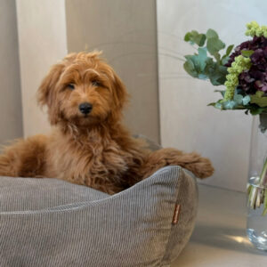 Bj�rk hundekurv / smal fl�jl - gr� - Large