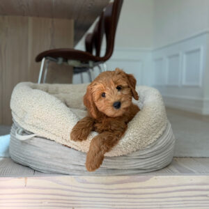 Hanna hundekurven / sherpa fleece / bred fl�jl
