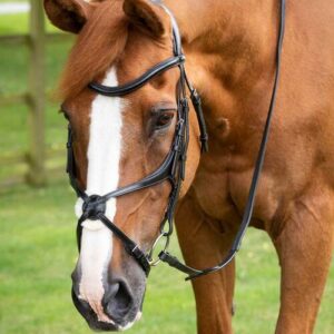 Premier Equine Gloriso Grackle trense