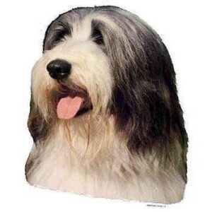 Klisterm�rke, Bearded Collie