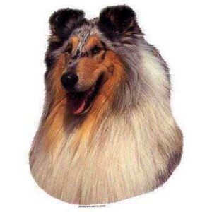 Klisterm�rke, Collie