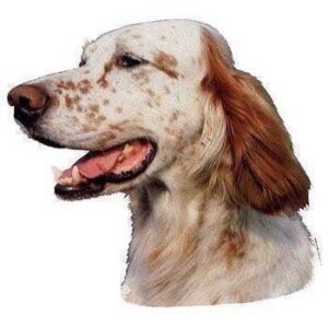 Klisterm�rke, Engelsk Setter