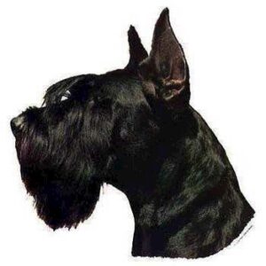 Klisterm�rke, Stor Schnauzer