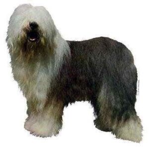 Klisterm�rke, Old English Sheepdog