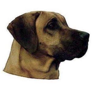 Klisterm�rke, Rhodeasian Ridgeback