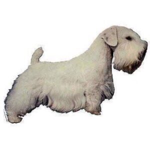 Klisterm�rke, Sealyham Terrier