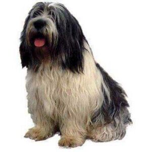 Klisterm�rke, Polish Lowland Sheepdog