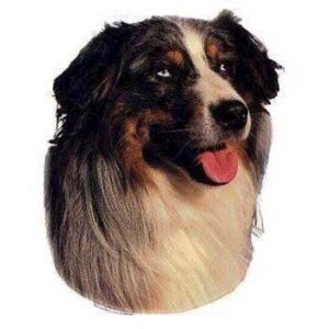 Klisterm�rke, Sheepdog