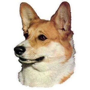 Klisterm�rke, Welsh Corgi Pembroke