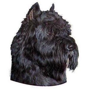 Klisterm�rke, Bouvier Des Flandres